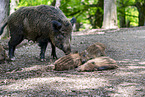 wild boars