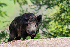 wild boar