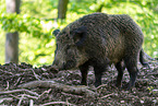 wild boar