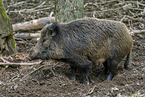 wild boar