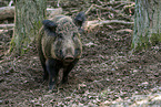 wild boar