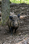 wild boar