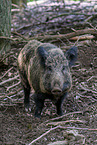 wild boar