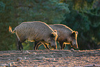 wildboars