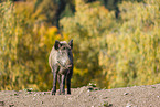 wildboar