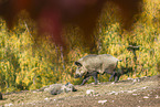 wildboar