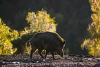 wildboar