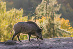 wildboar