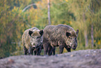wildboars