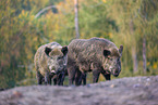 wildboars