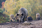 wildboars