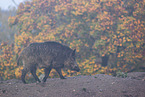 wildboar