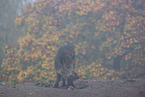 wildboar