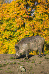 wildboar