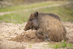 wildboar