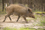 wildboar