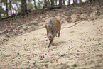 wildboar
