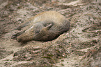 wildboar