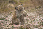 wildboar