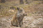 wildboar