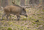 wildboar
