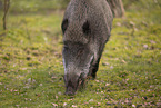 wildboar