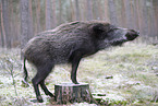 wildboar