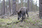 wildboar