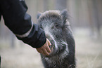 wildboar