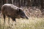wildboar