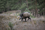 wildboar
