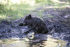 wildboar