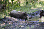 wildboar