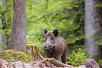 wildboar