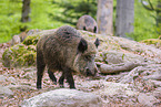 wildboar