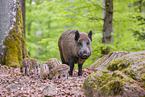 wildboars