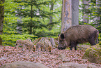 wildboars