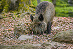 wildboars