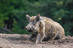 wildboars