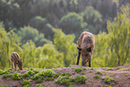 wildboars