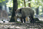 wild boar