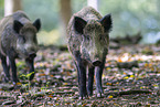 wild boar