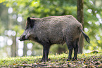 wild boar
