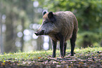 wild boar