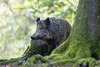 wild boar