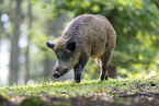 wild boar