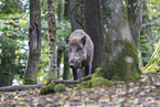 wild boar