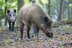 wild boar