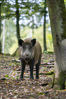 wild boar