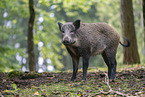 wild boar